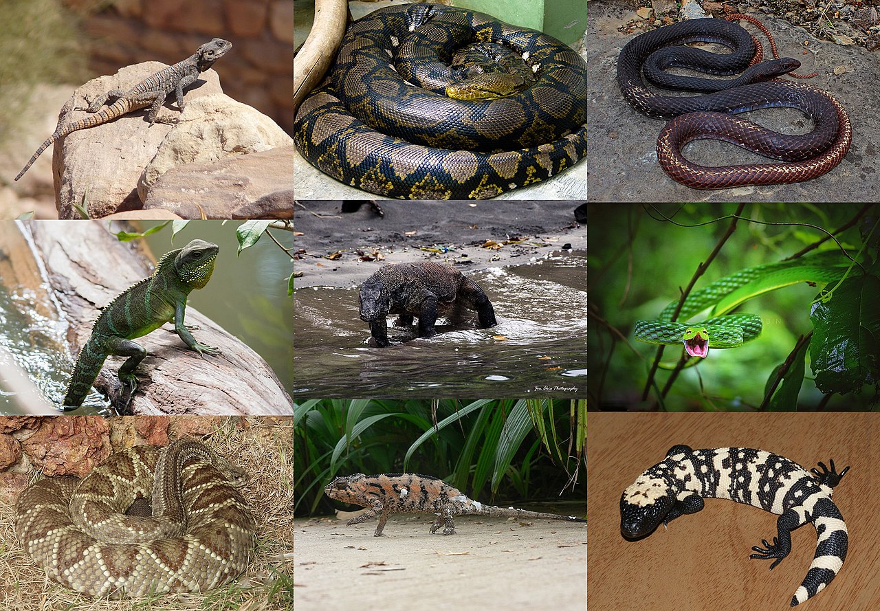 Image of Lizards and snakes