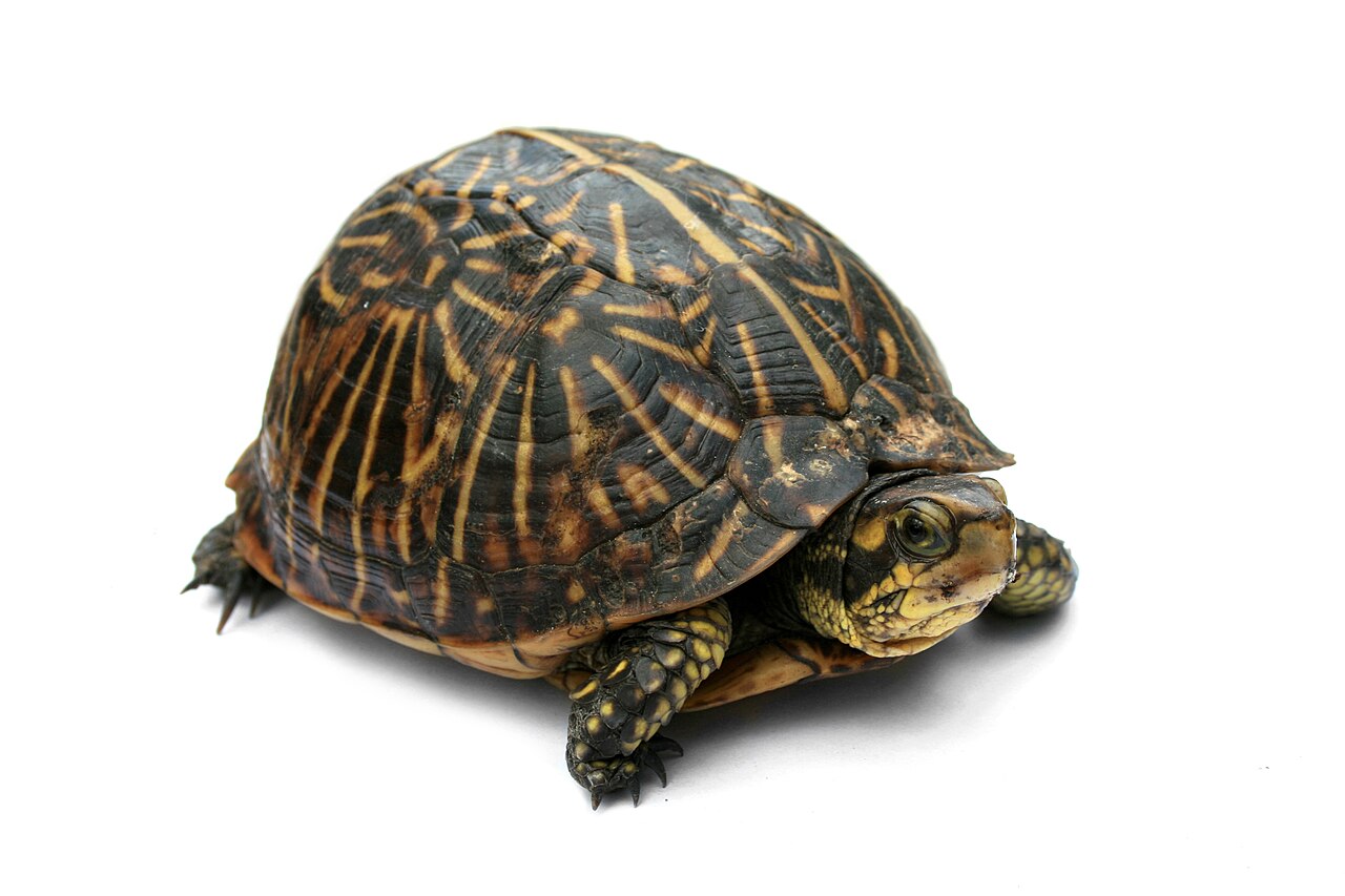 Image of Turtles