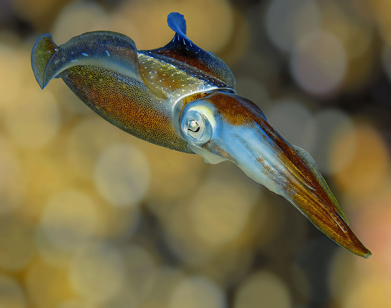 Image of Squids