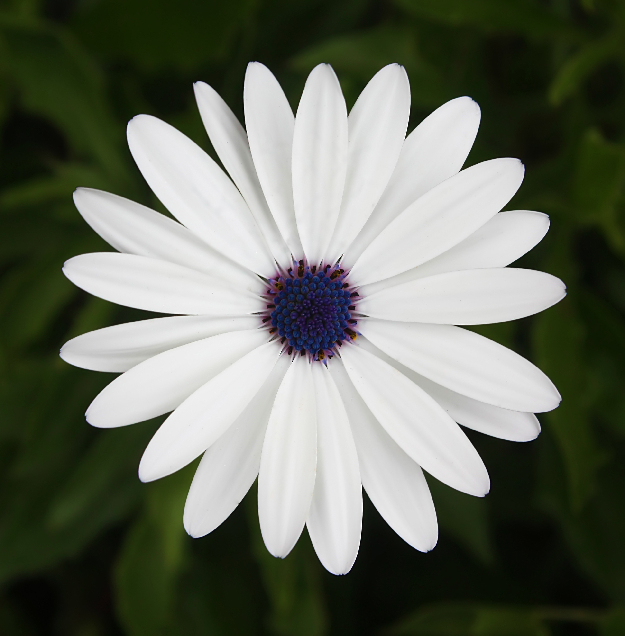 Image of Vascular plants