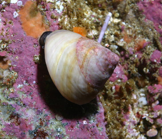 Image of Sea snails