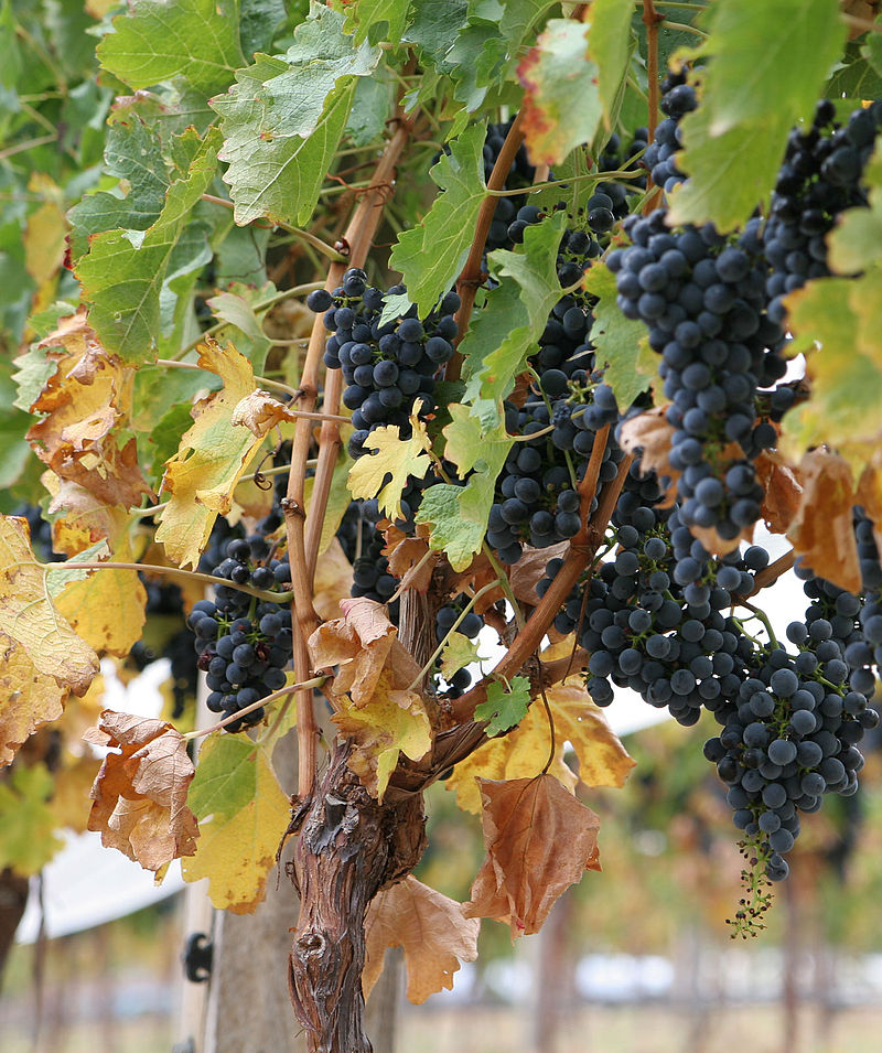 Image of Grapevines and allies