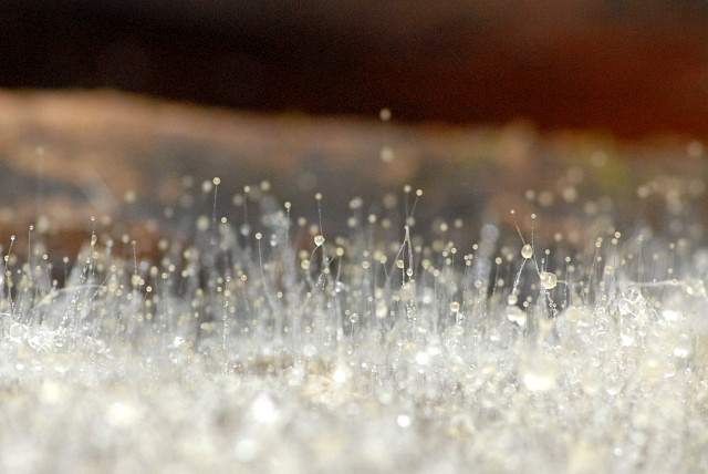 Image of Zygote fungi